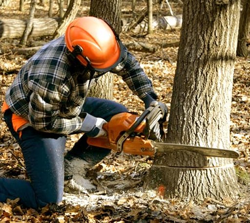 Tree Removal in Graham, OK